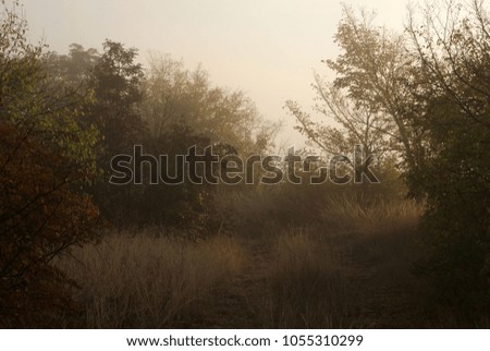 Autumn picture with meadow, trees and fog