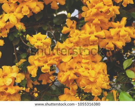 Beautiful natural wall. Green leaves and yellow flowers background, idea for backdrop or natural advertising, vintage style