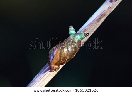 Green-banded broodsac, Leucochloridium paradoxum, a parasitic worm living in European amber snail 

