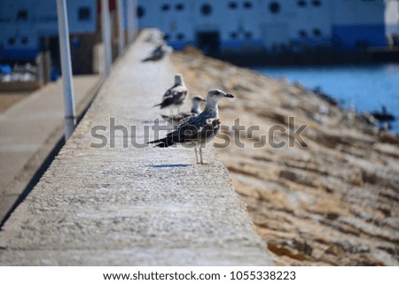 gulls, Costa Blanca, Spain