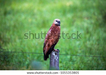 Black-collared Hawk. Brazil