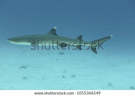 White tip shark in Palau
