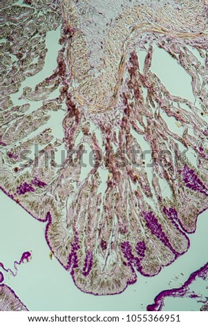 Frog cross section through the intestine