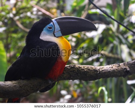 Beautiful toucan bird