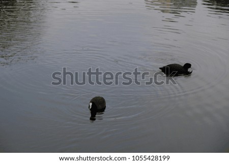 two black ducks drink