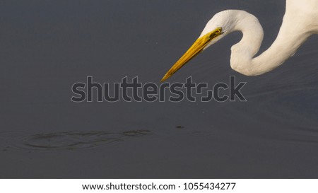 Eastern Great Egret. Bird catching fish.