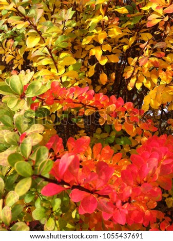 colorful leafs nature