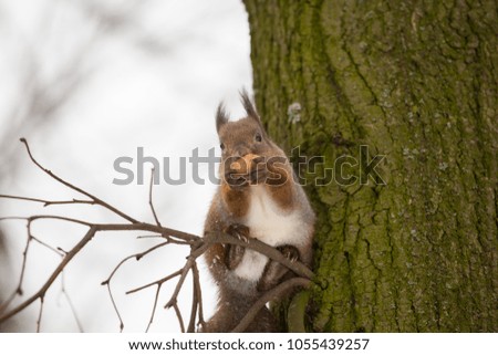 Squirrel in the park. The squirrel sits on a tree. Squirrel on white background. City animals.