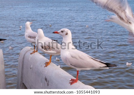 Seagulls birds are standing on a bridge.