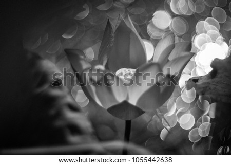 Lotus flower Vietnam