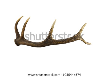 beautiful stag antler 