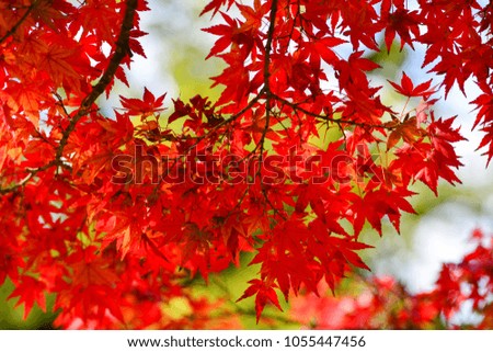 Nature background - maple leaves at the autumn park in Nara, Japan.