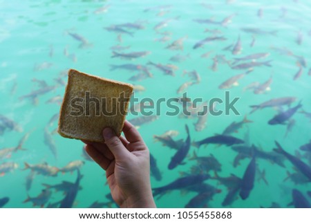 Feed fish at dam