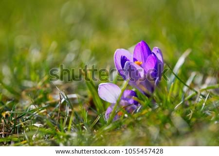Purple crocuses close up in a sunny spring day (Crocus vernus)