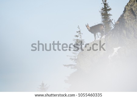 Lonely chamois hiking on the peaks 