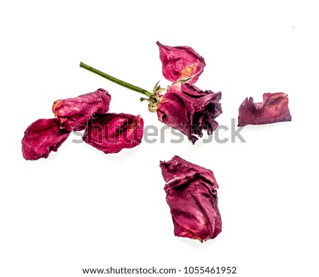 Withered flower of a rose on a white background