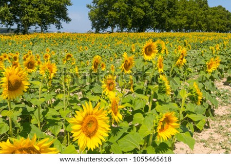 Field of sunflowers in the Emporda, Catalunya, Costa Brava, Spain