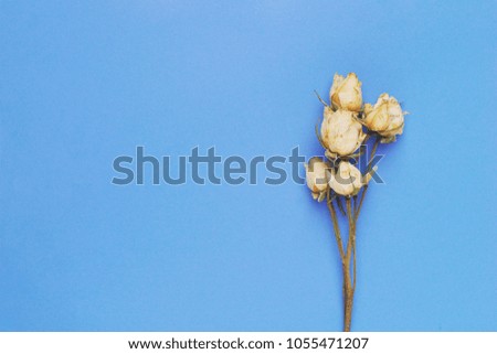 Dry white, purple and pink rose flowers arranged on bright blue background. Top view, flat lay. Minimal concept. Flower floral composition. Pastel colors mockup.