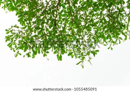 Isolated green tree  on white background in park,beautiful tree from Thailand