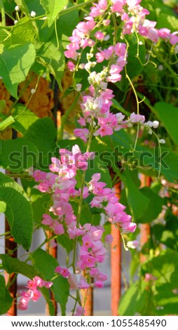Pink flowers. Pink Antigonon leptopus (Coral Vine, Mexican Creeper, Chain of Love, Confederate Vine, Corallita, Hearts on a Chain, Pink Vine or Pueng Chom Pu) macro, close up