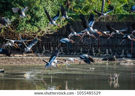 Group of Painted Stork (Mycteria leucocephala) flying on the sky in the park.