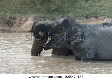Elephant drinking water in the pond