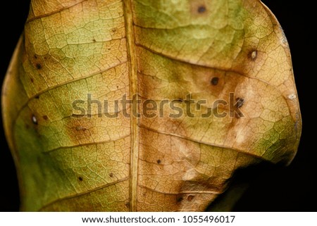 Dry leaves isolated on black background