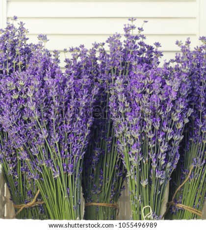 Lavender flowers in closeup. Bunch of lavender flowers over white shutters.