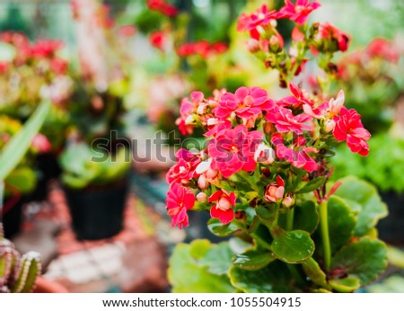 Small red flower in the garden