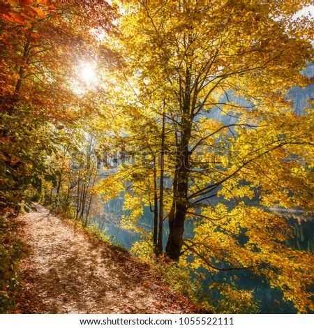 Autumn forest scenery with rays of warm light illumining the gold foliage and a footpath leading into the scene. Austrian alps in Autumn. Forest near Gosausee lake. Amazing Autumn Landscape background