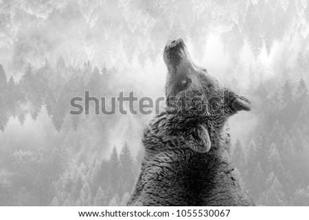 Double exposure of a bear with a forest.  Picture representing the importance of the woods for the brown bears. 