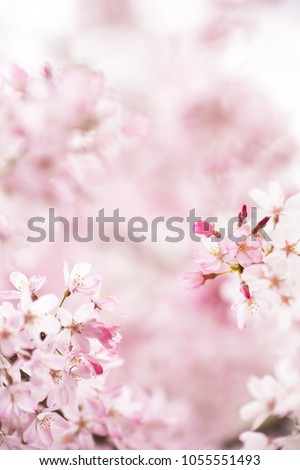 Cherry blossom with beautiful flower bud and young booming flowers. bokeh background. Shallow depth of field for dreamy feel.