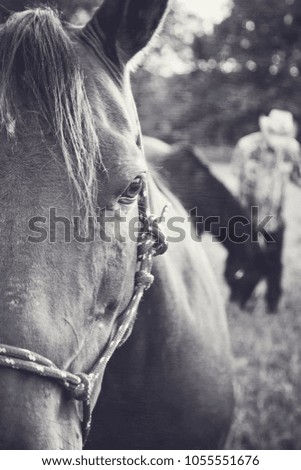 Horse and Cowboy