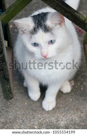 Outdoor Japanese cat