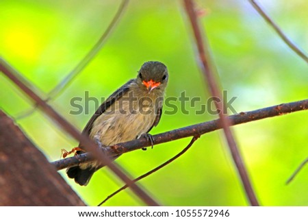 Scarlet-backed Flowerpecker on branch
