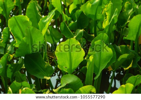 Limnocharis flava (L.) Buchenau.LIMNOCHARITACEAE.Weeds in tropical rice fields, irrigated areas in Southeast Asia, Philippines, Lao PDR, Myanmar, Cambodia, Burma, Indonesia
