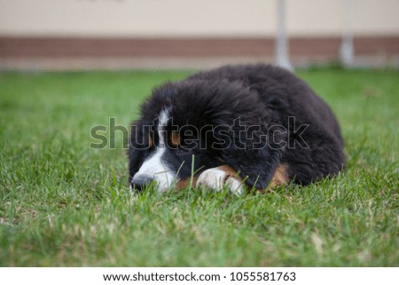 Puppy Berner Sennenhund lies in the green grass. Portrait beautiful puppy in green grass. Bernese Mountain Dog portrait in garden
