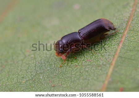 macro image of the tiny Ambrosia beetle - Platypus cylindrus