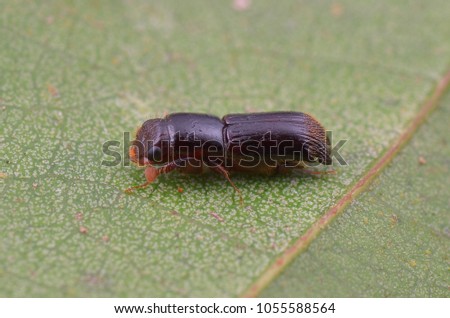macro image of the tiny Ambrosia beetle - Platypus cylindrus
