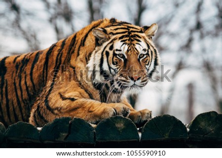 Tiger in a park.