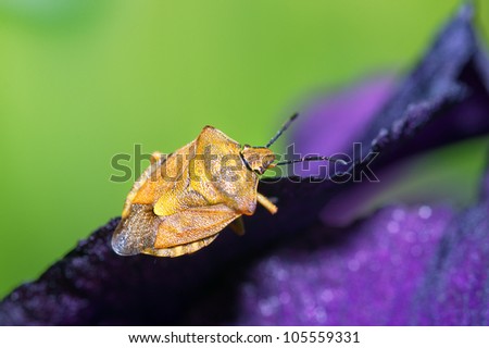 Chinch on iris flower extreme closeup