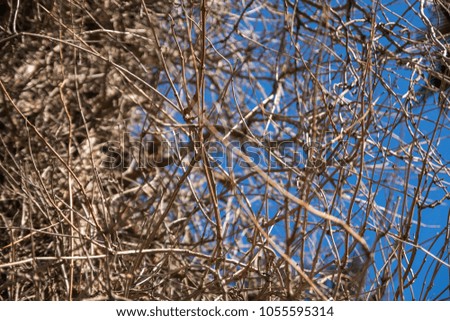 Dry spruce branches. Background of gray dead trees. Pattern.