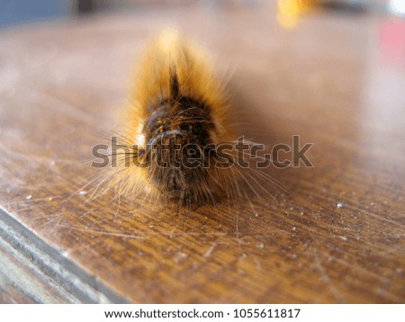 The furry caterpillar crawls forward. Macro mode