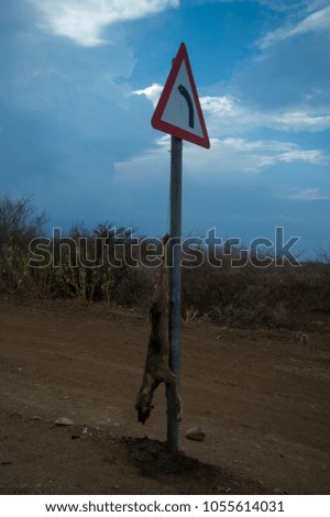 Hyena  hanged in sign board at Roadside  saudi rural area  