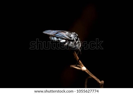 Close up macro of blue checkered cuckoo bee at night background. Selective focus.