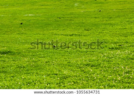 Blackbirds playing on a green grass field.
