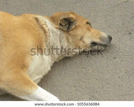 Close up of a cute brown color dog sleeping on the road