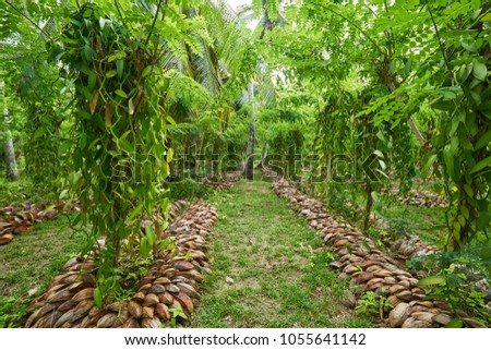 Vanilla plantation. La Digue island rural landscape. Nature of Seychelles islands Royalty-Free Stock Photo #1055641142