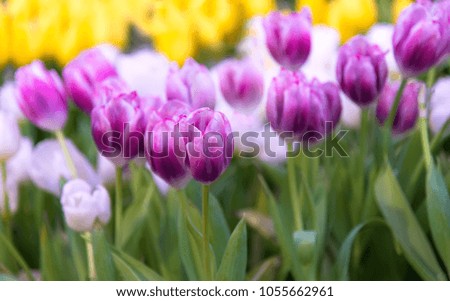 Purple and white Tulip Flower in the garden. Beautiful bouquet of tulips. colorful tulips. tulips in spring at Nature background.