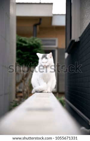 Outdoor Japanese cat